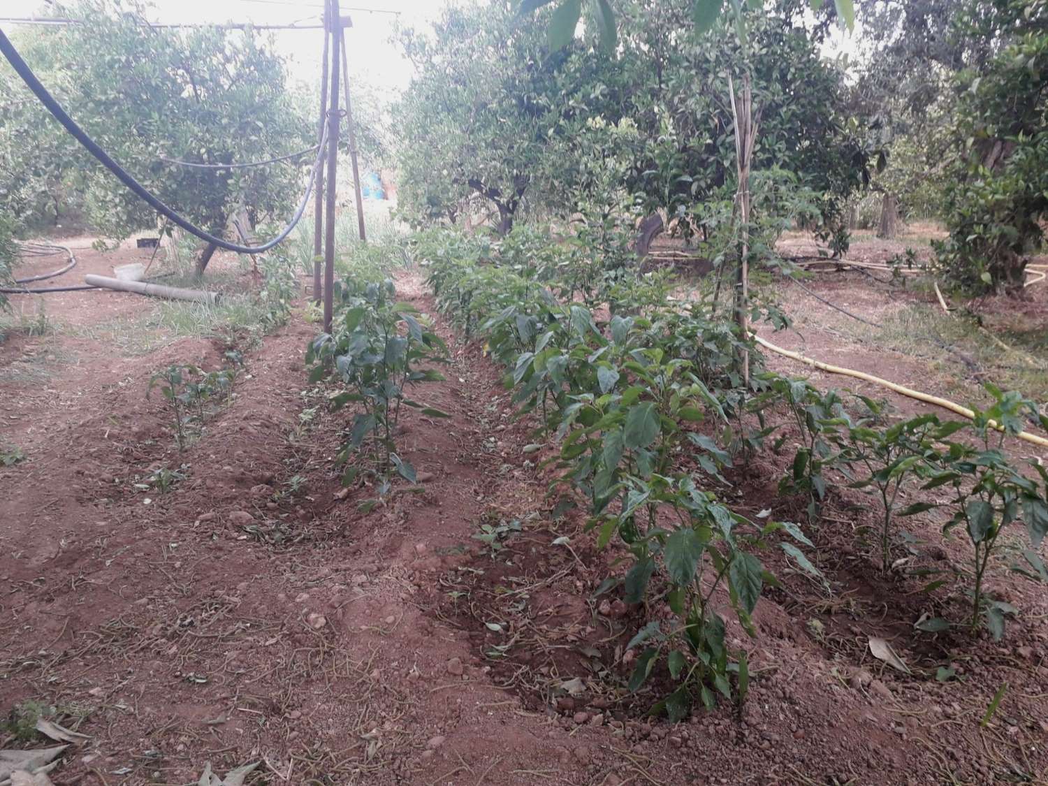 Plot en venda in Alhaurín de la Torre