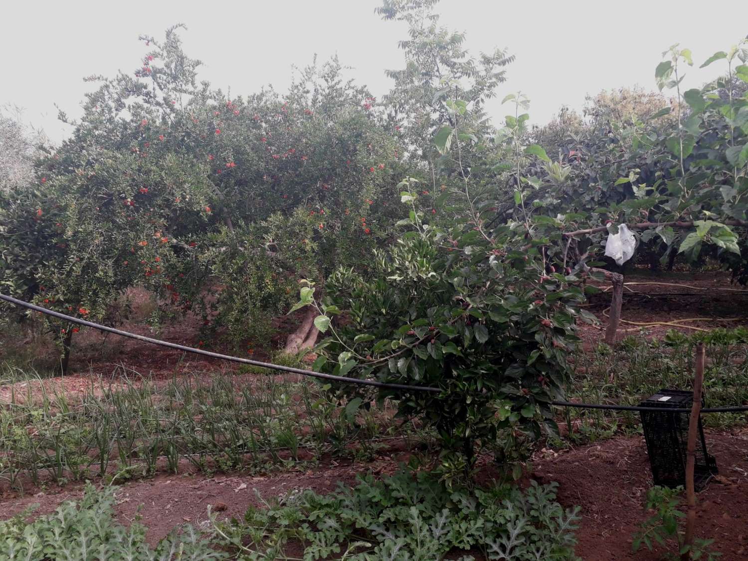 Plot en venda in Alhaurín de la Torre