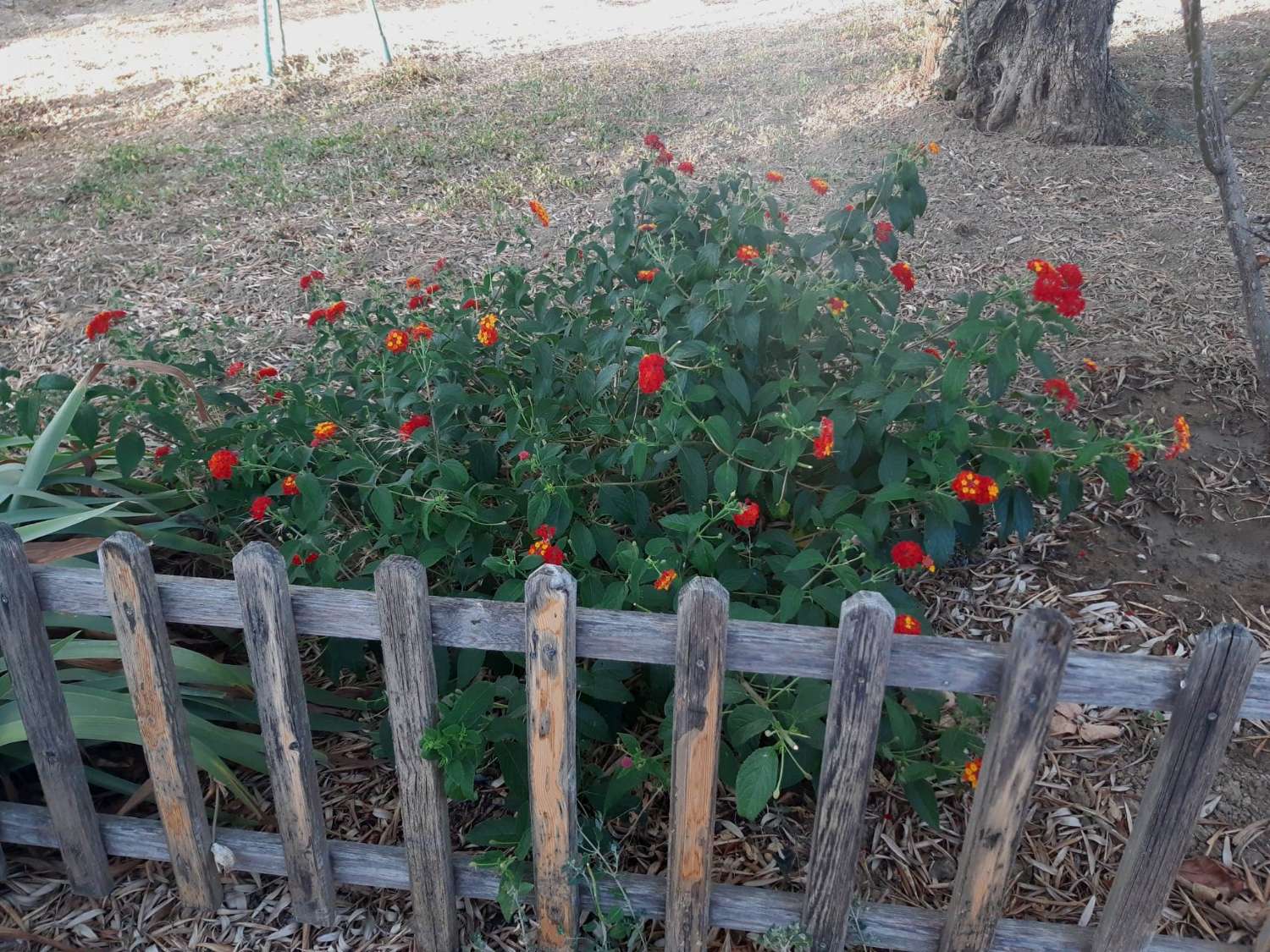 SUPER PROPRIÉTÉ RUSTIQUE À VENDRE, DANS LA SERRANIA DE RONDA.