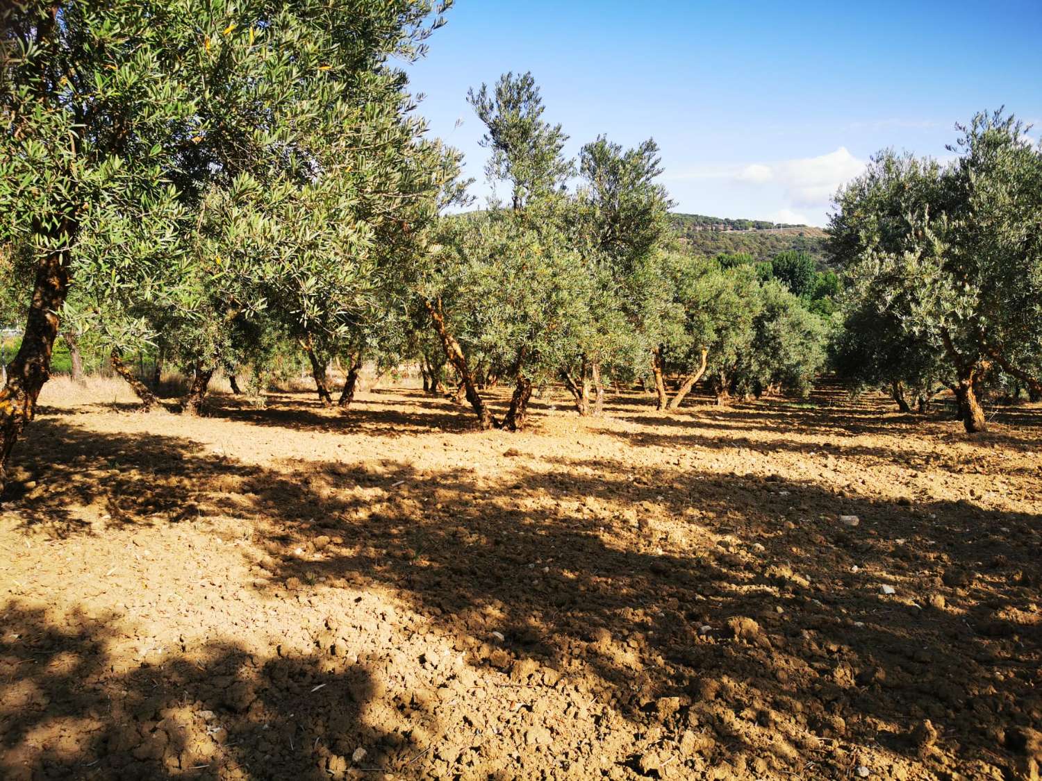 SUPER PROPRIÉTÉ RUSTIQUE À VENDRE, DANS LA SERRANIA DE RONDA.