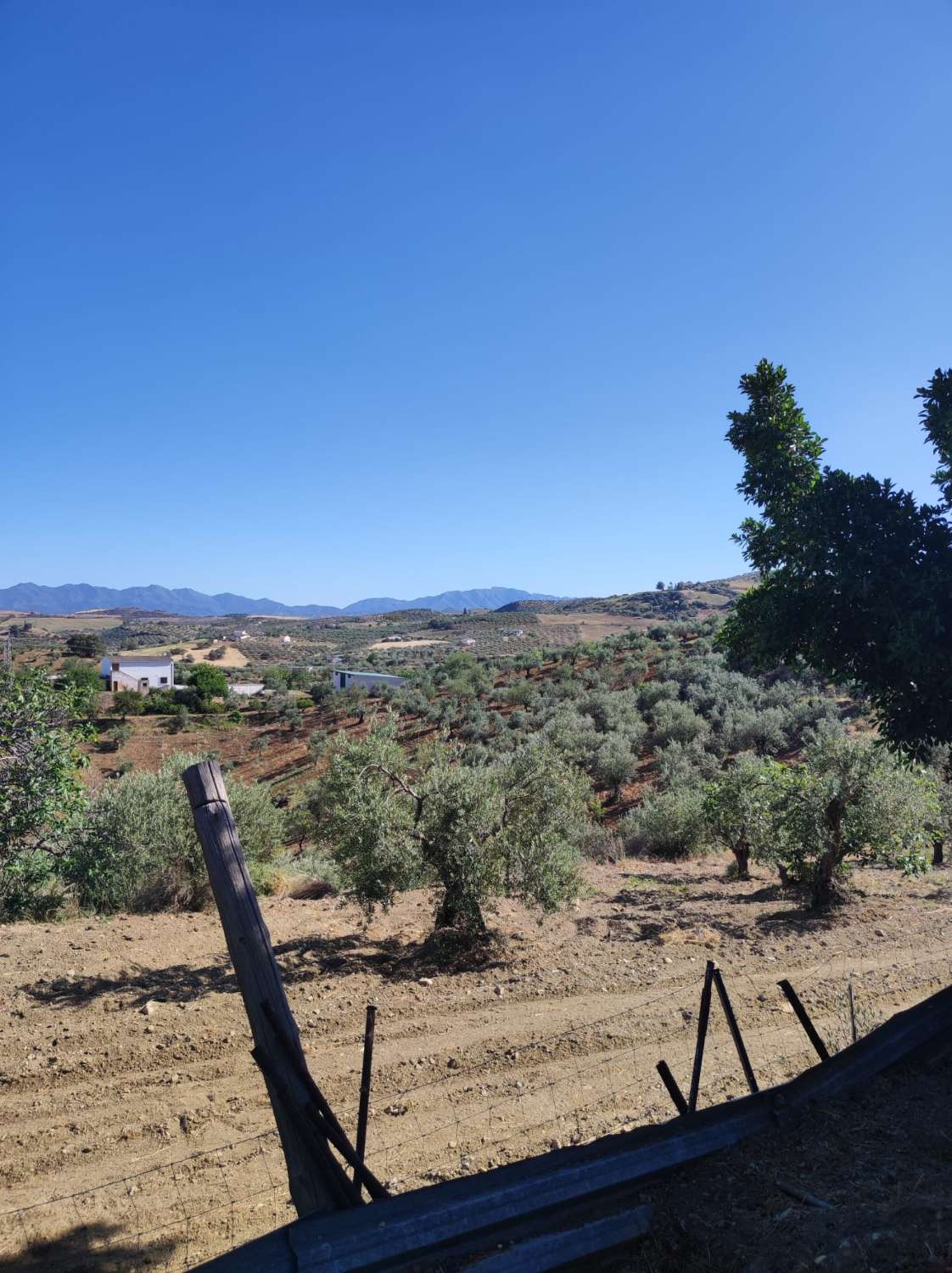 Domain en vente à Casarabonela