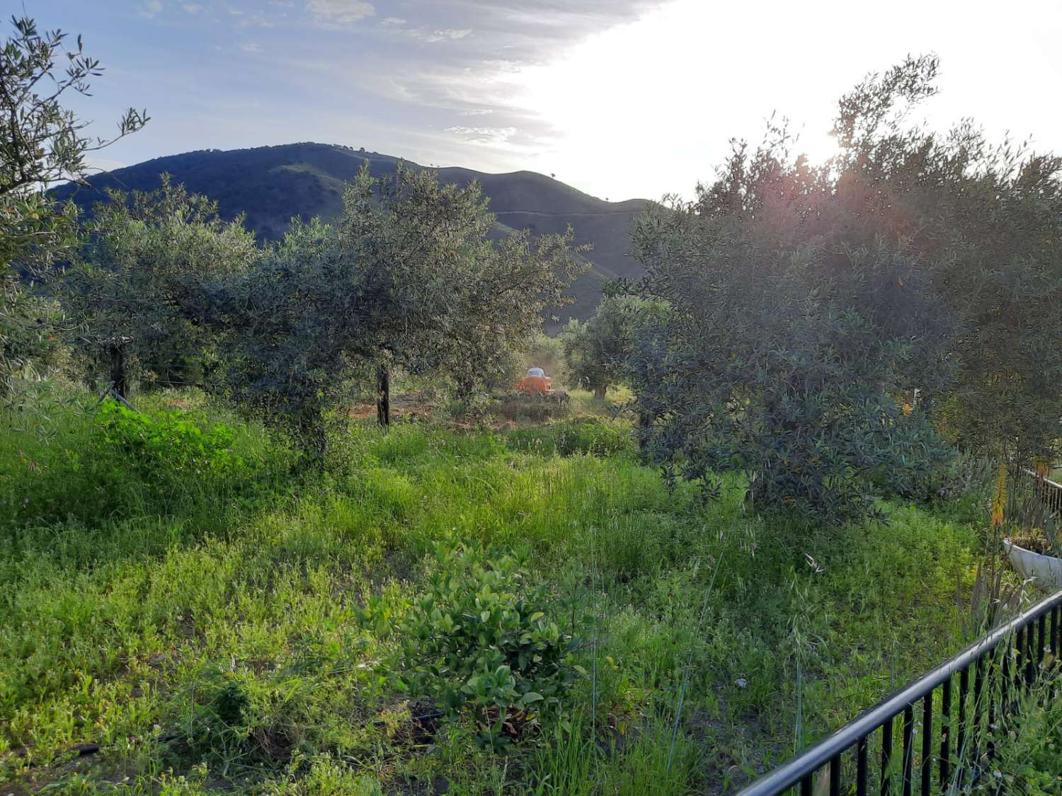 Domain en vente à Casarabonela