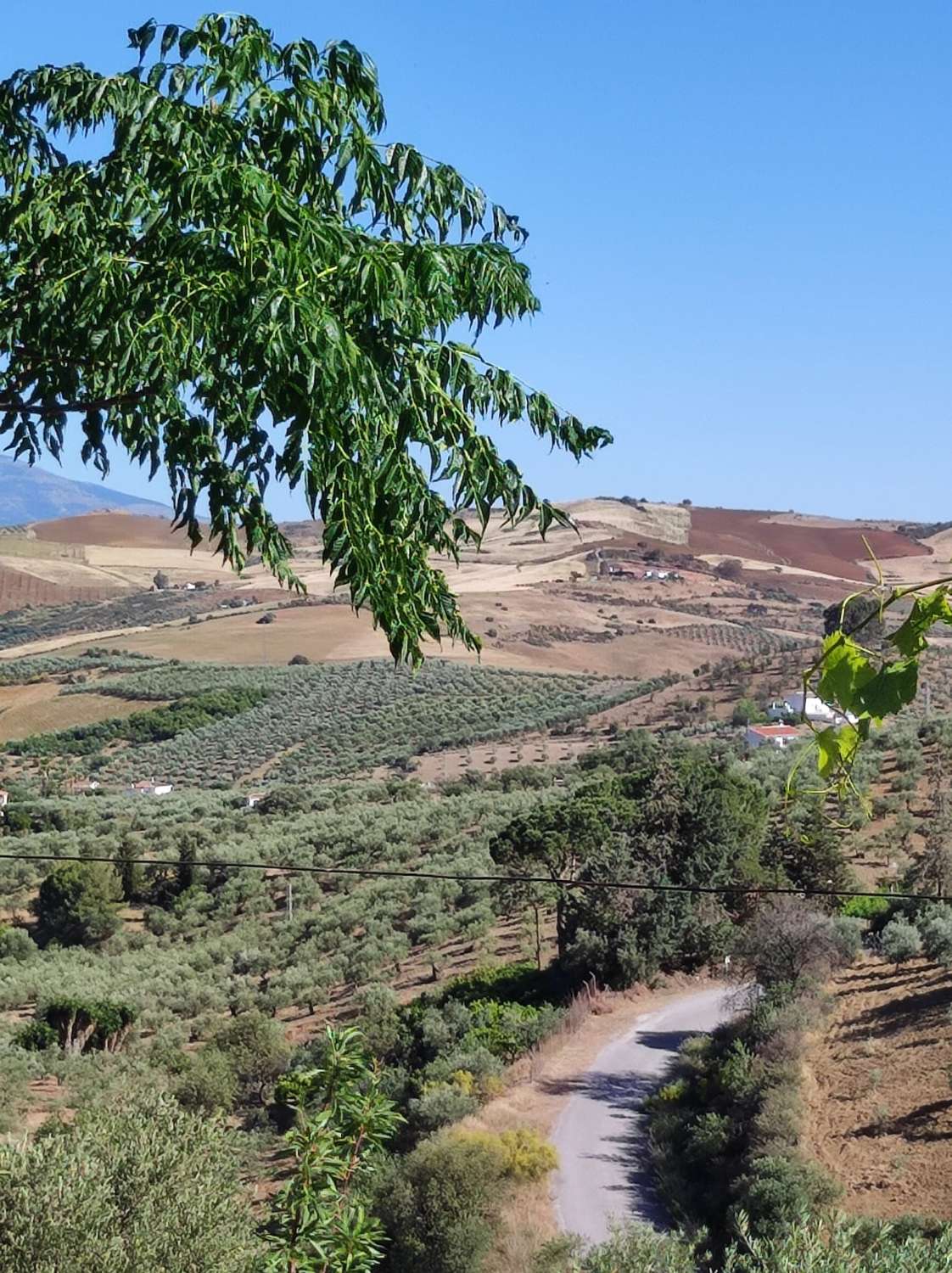 Domain en vente à Casarabonela
