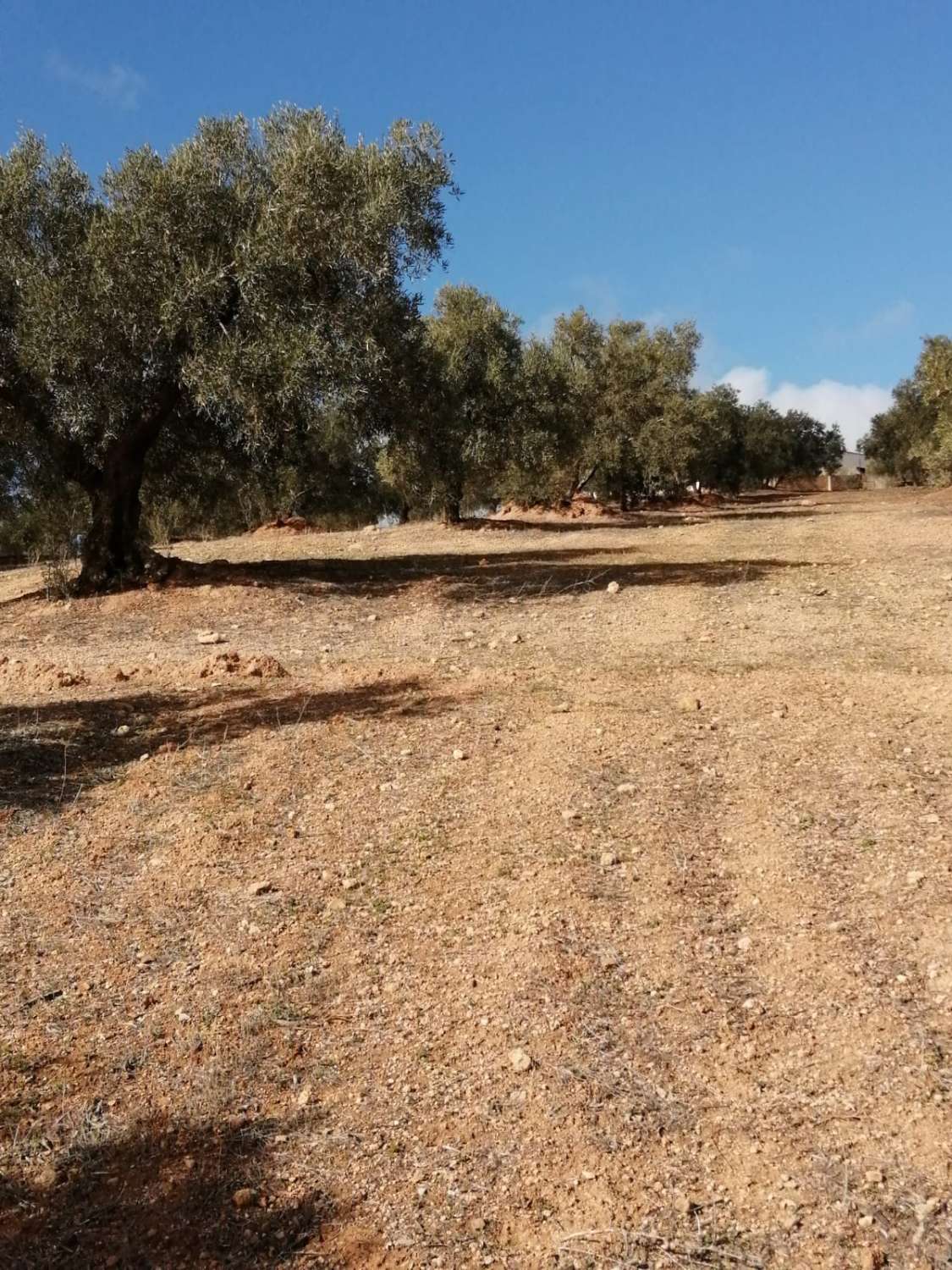 Country Property for sale in Sierra de Yeguas