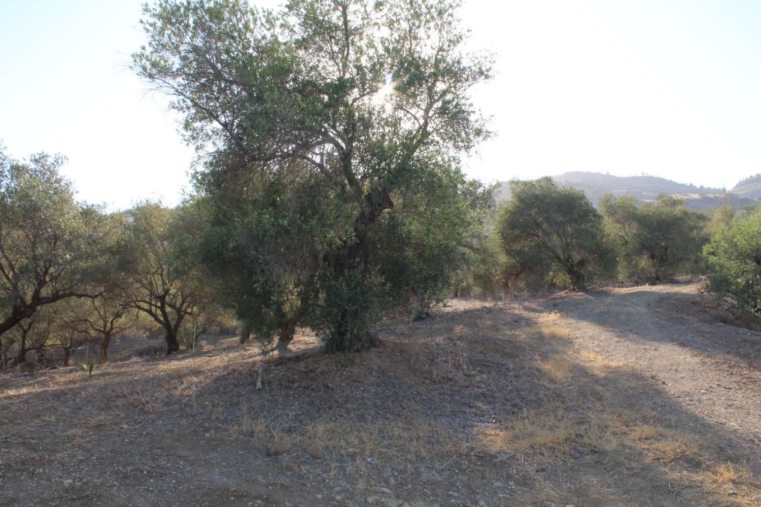 Parcela en venta en Álora