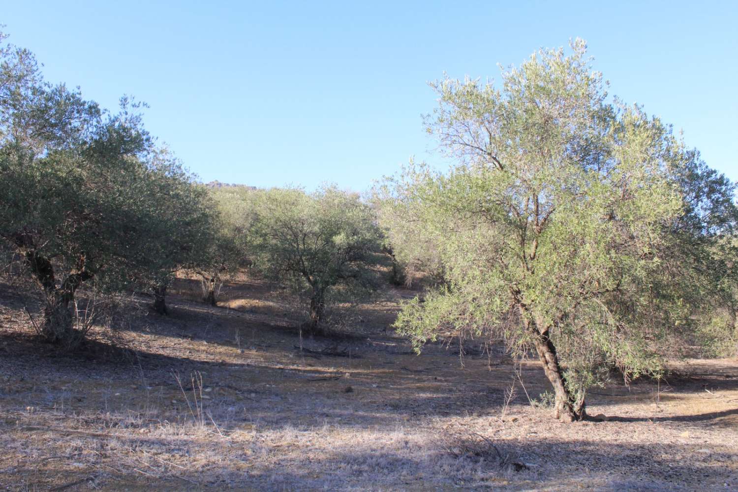 Parcela en venta en Álora