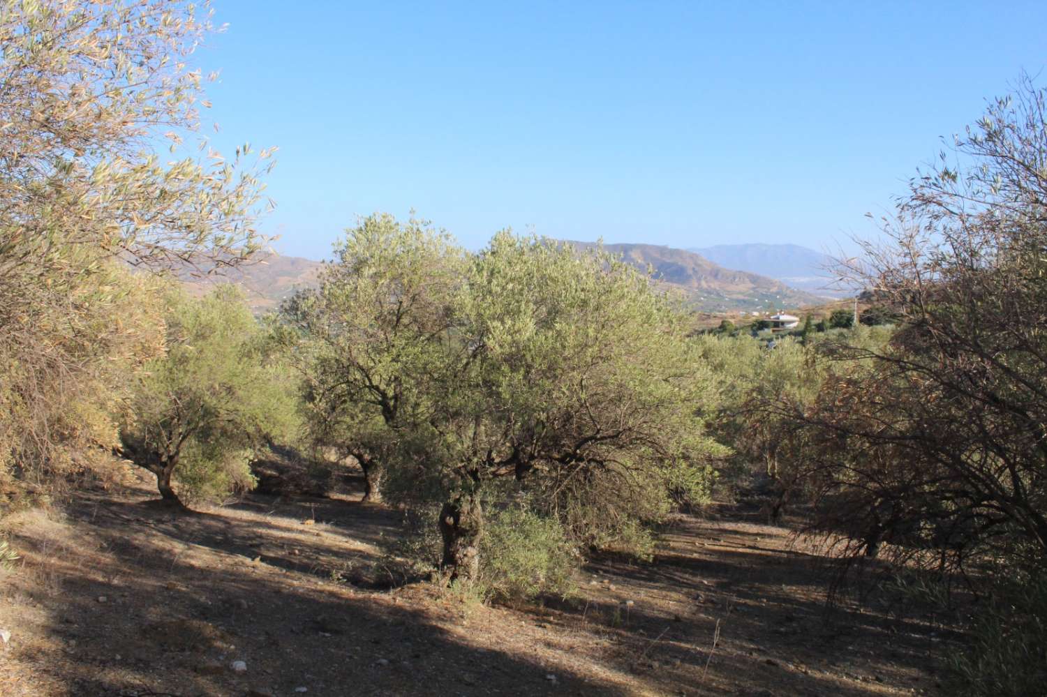 Parcela en venta en Álora
