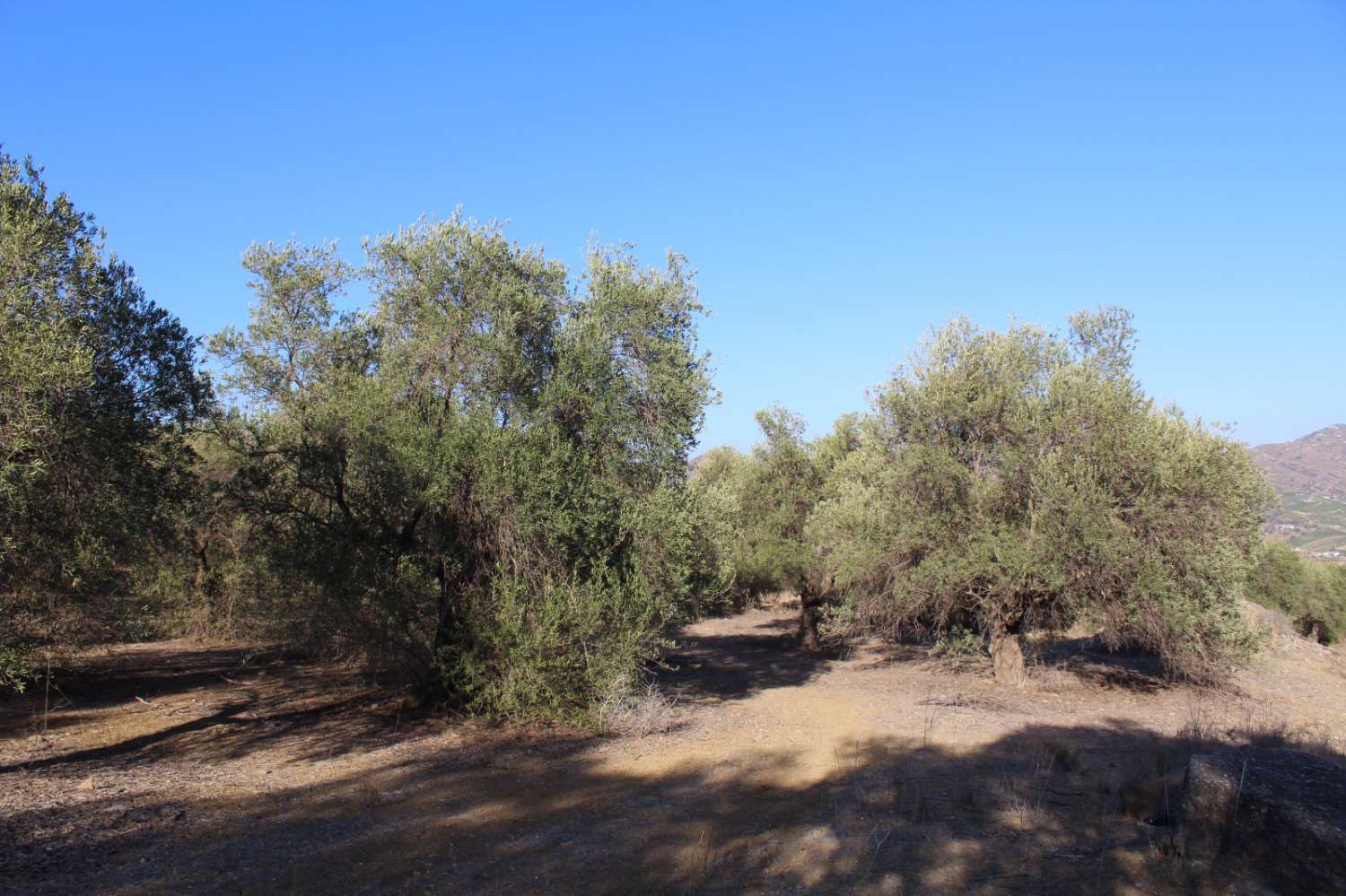 Parcela en venta en Álora