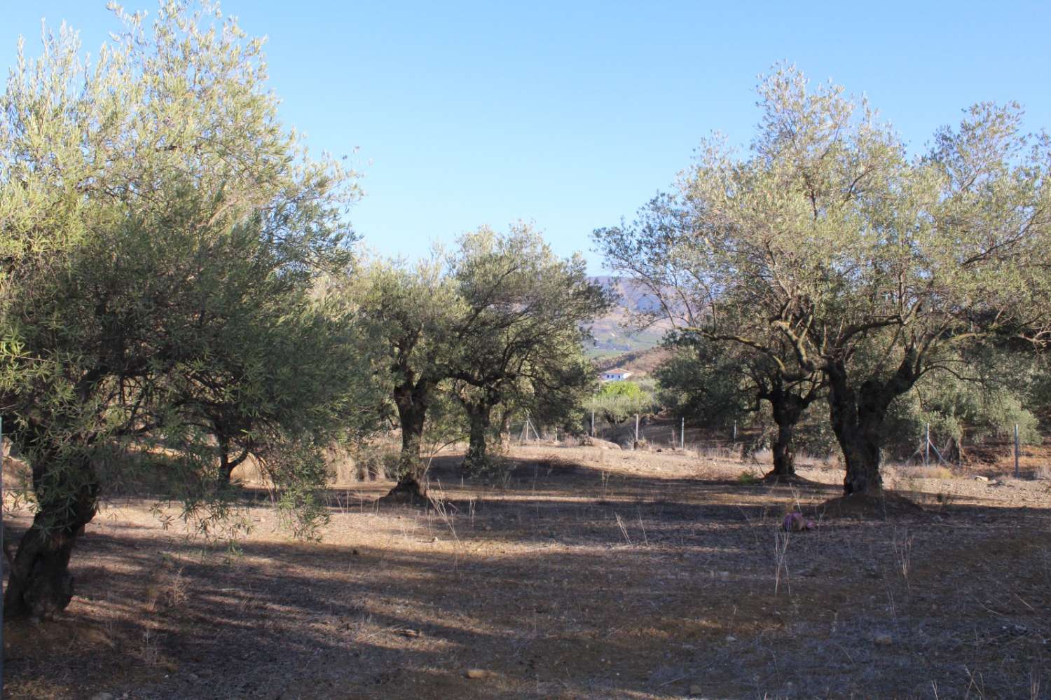 Parcela en venta en Álora