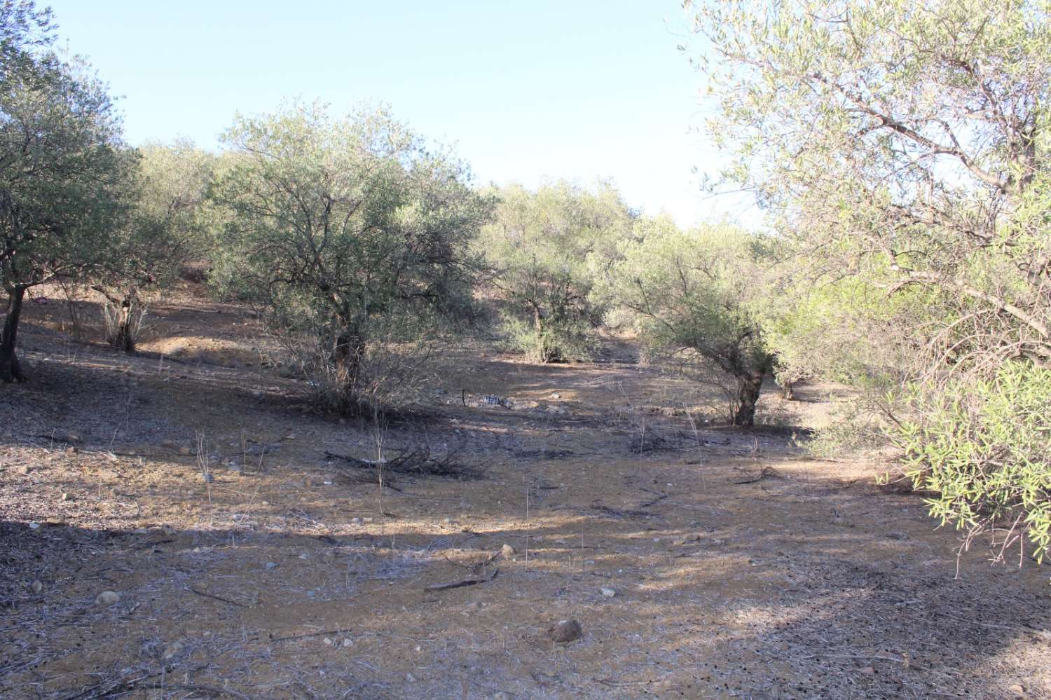 Parcela en venta en Álora