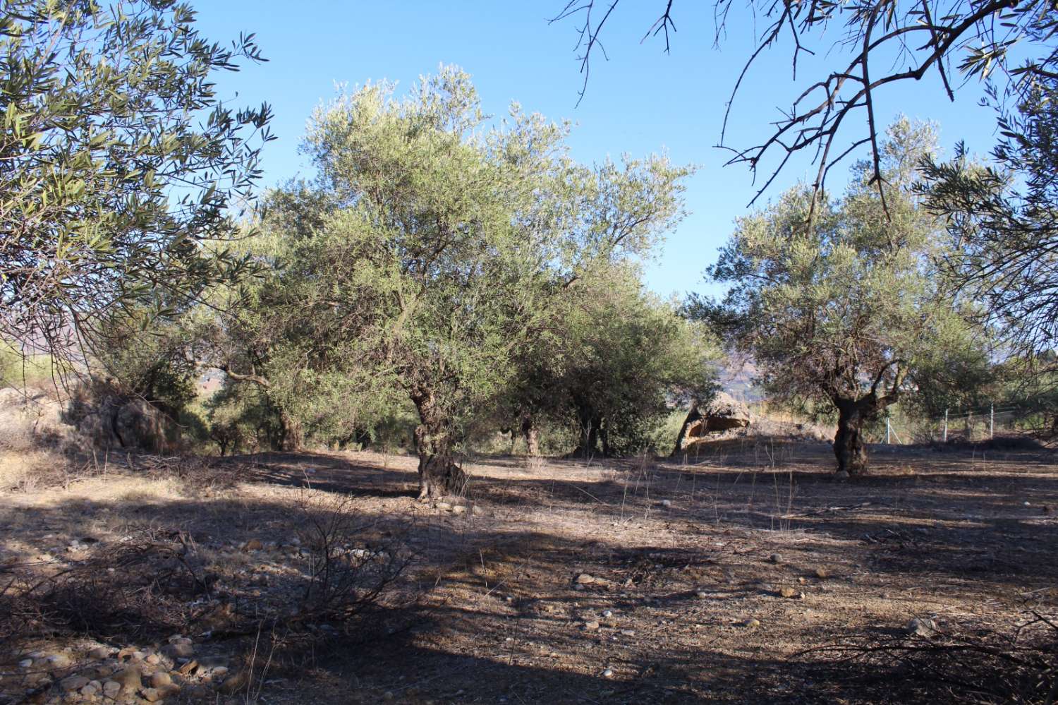 Parcela en venta en Álora