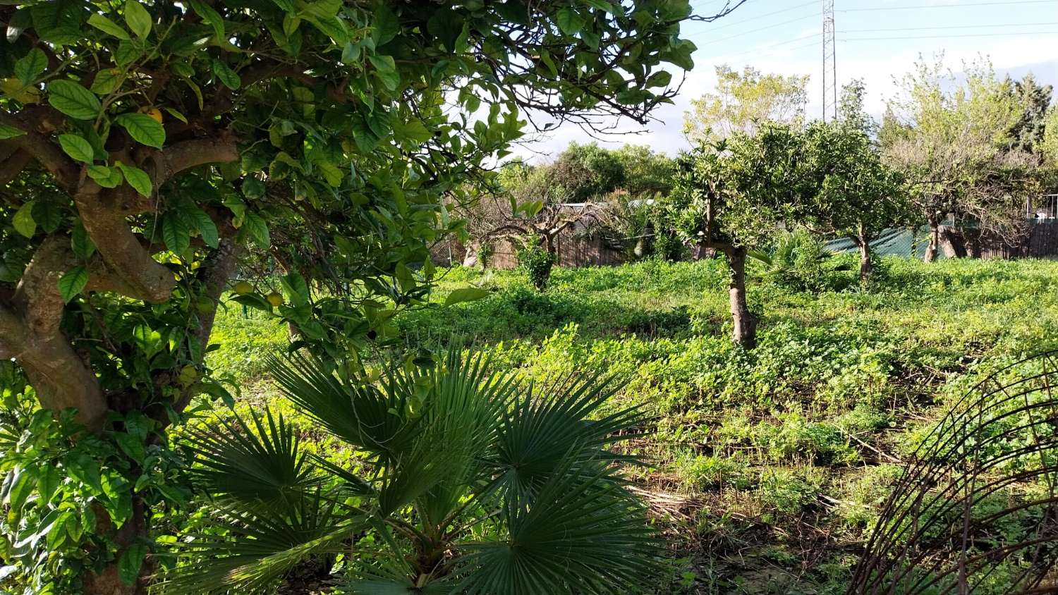 Domain en vente à Alhaurín el Grande
