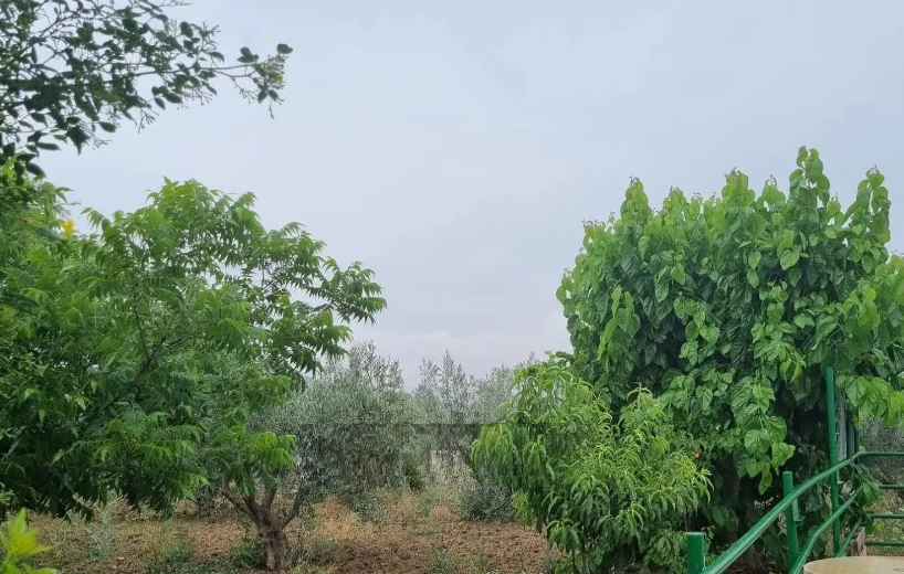 Finca en venta en Coín