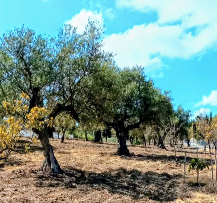 Finca en venta en Coín