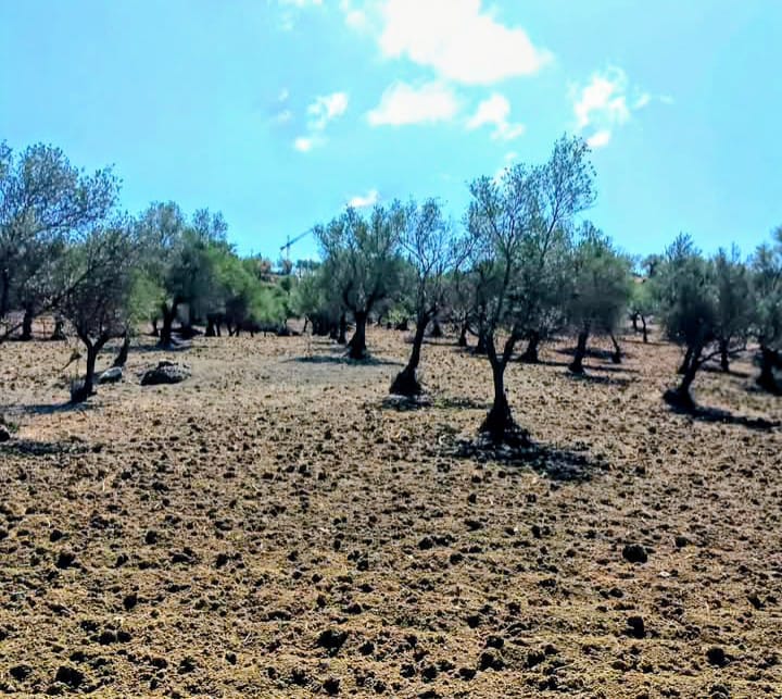 Finca en venta en Coín