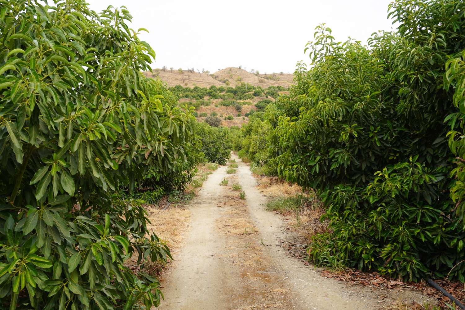 Finca en venta en Coín