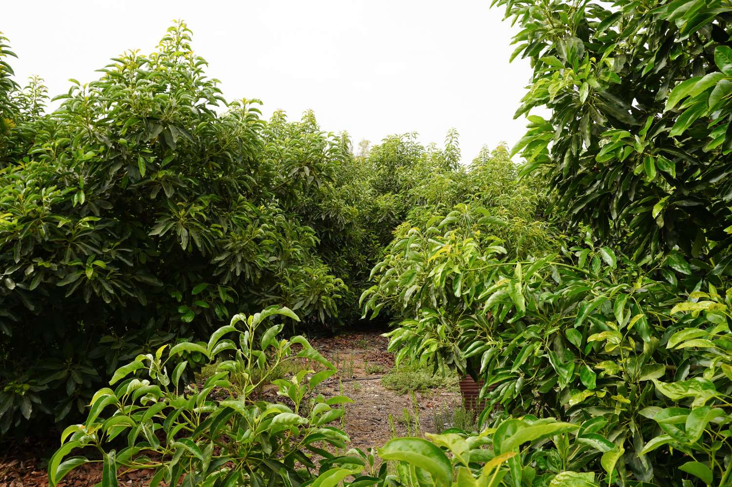 Finca en venta en Coín