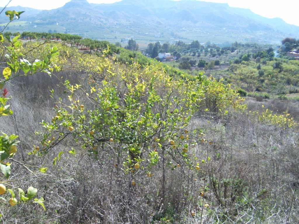 Parcelle en vente à Álora