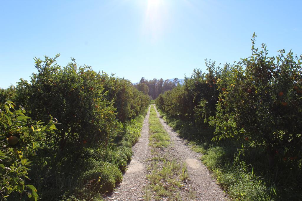 Plot en venda in Cártama