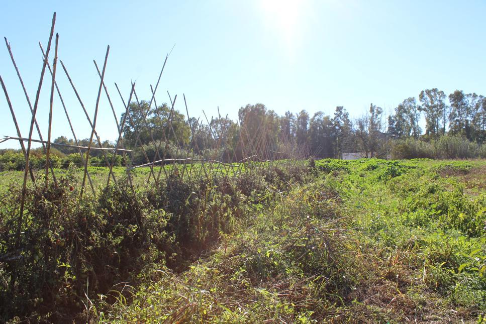 Plot for sale in Cártama