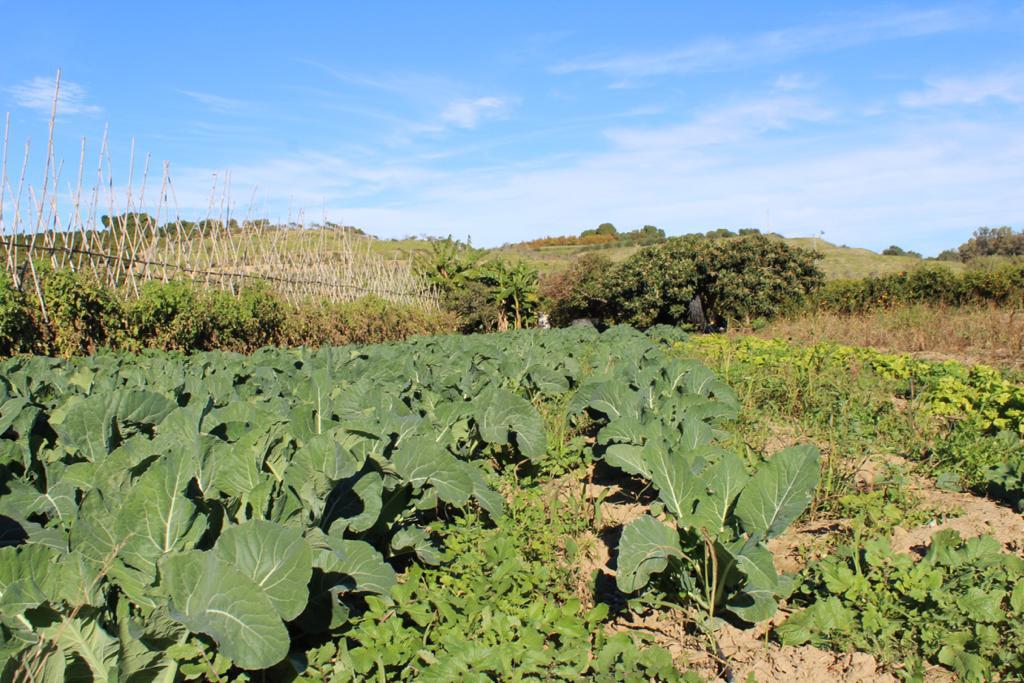 Plot en venda in Cártama